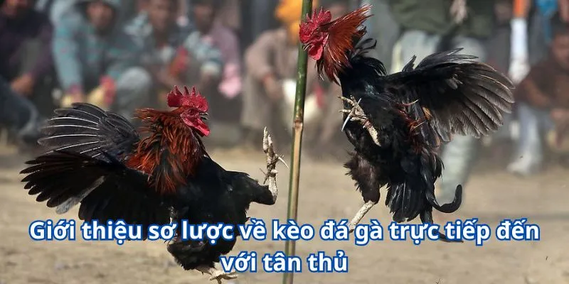 Giới thiệu sơ lược về kèo đá gà trực tiếp đến với tân thủ