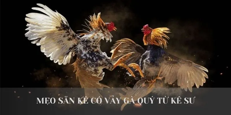 Tổng Hợp 3+ Loại Vảy Gà Quý Được Sư Kê Săn Đón Nhất Hiện Nay 4 Mẹo săn kê có vảy gà quý từ sư kê