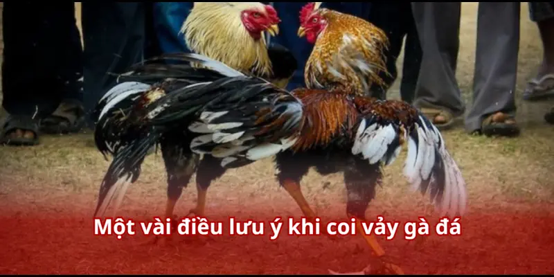 Một vài điều lưu ý khi coi vảy gà đá