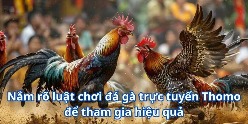 Nắm rõ luật chơi đá gà trực tuyến Thomo để tham gia hiệu quả