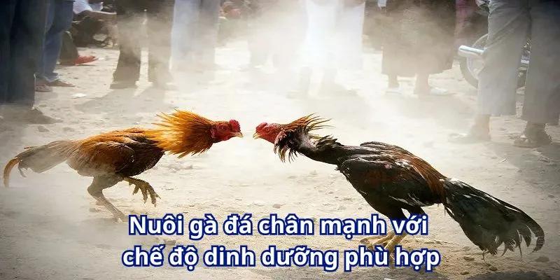 Nuôi gà đá chân mạnh với chế độ dinh dưỡng phù hợp