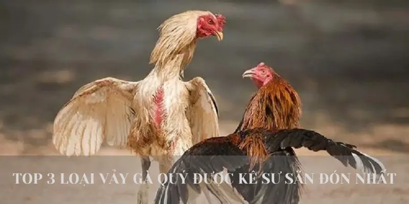 Tổng Hợp 3+ Loại Vảy Gà Quý Được Sư Kê Săn Đón Nhất Hiện Nay 3 Top 3 loại vảy gà quý được sư kê săn đón nhất