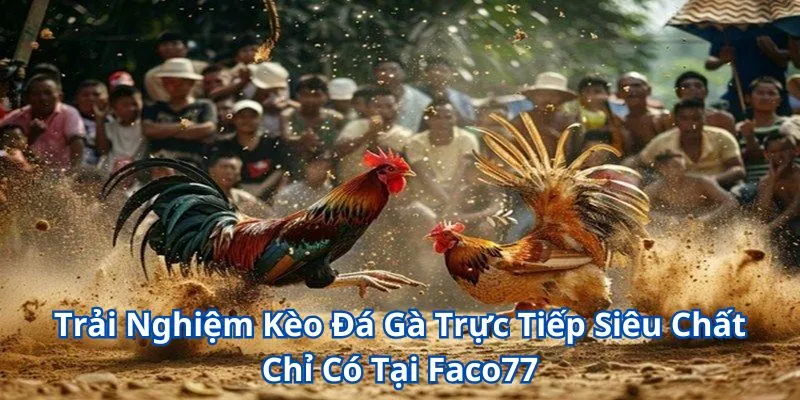 Tìm Hiểu Về Kèo Đá Gà Trực Tiếp Siêu Hot Chỉ Có Tại W365