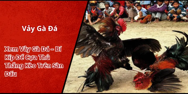 Khám phá vảy gà đá – Điểm sáng giúp bạn thắng lớn khi chơi