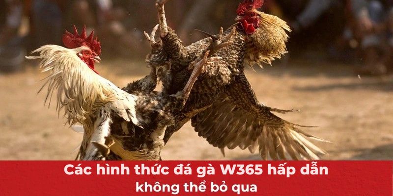 Các hình thức đá gà W365 hấp dẫn không thể bỏ qua