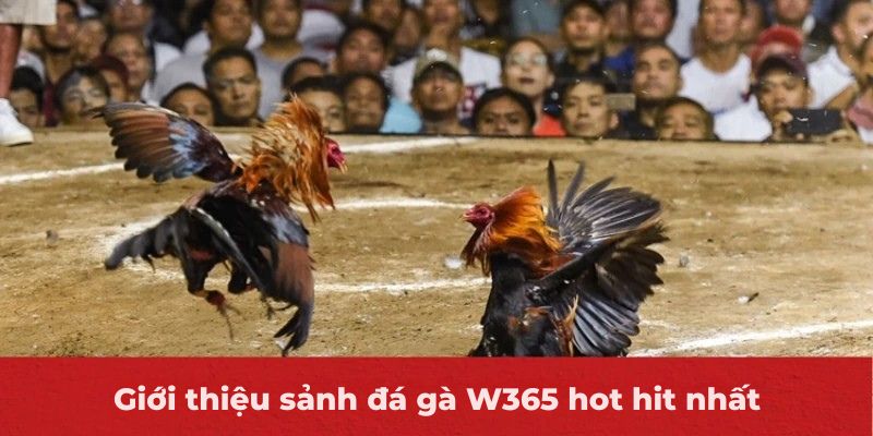 Giới thiệu sảnh đá gà W365 hot hit nhất